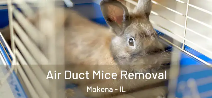 Air Duct Mice Removal Mokena - IL
